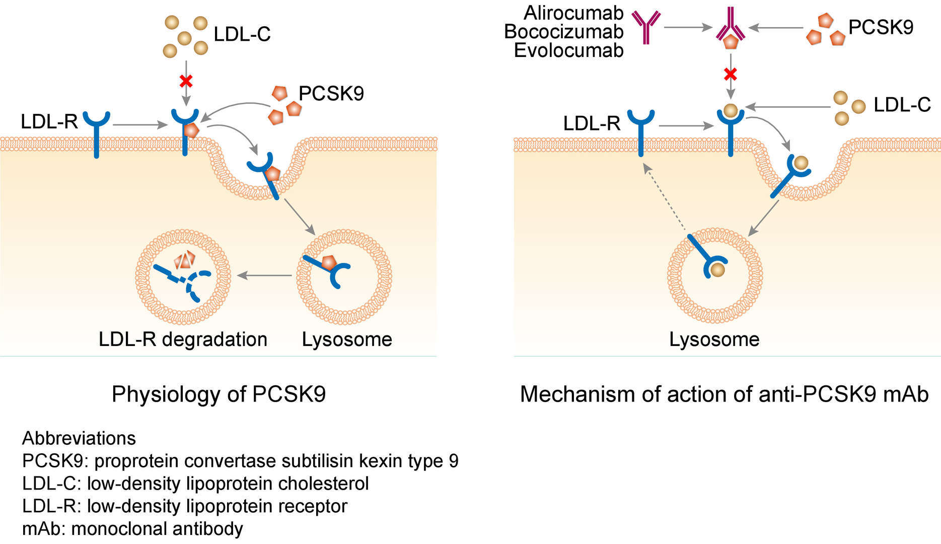 Mechanism of action of evolocumab